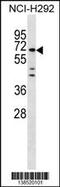 MIER Family Member 3 antibody, 59-873, ProSci, Western Blot image 