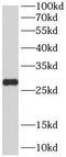 Protein-L-Isoaspartate (D-Aspartate) O-Methyltransferase antibody, FNab06214, FineTest, Western Blot image 
