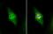 NUF2 Component Of NDC80 Kinetochore Complex antibody, NBP1-31632, Novus Biologicals, Immunofluorescence image 