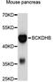 Branched Chain Keto Acid Dehydrogenase E1 Subunit Beta antibody, abx125556, Abbexa, Western Blot image 