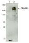 Nestin antibody, TA309763, Origene, Western Blot image 