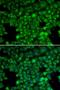 Lysozyme-like protein 6 antibody, LS-C331235, Lifespan Biosciences, Immunofluorescence image 