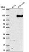 Neuropilin 2 antibody, HPA054974, Atlas Antibodies, Western Blot image 