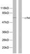 REL Proto-Oncogene, NF-KB Subunit antibody, LS-C117470, Lifespan Biosciences, Western Blot image 