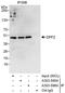 Zinc finger protein ubi-d4 antibody, A303-595A, Bethyl Labs, Immunoprecipitation image 