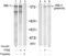 Insulin Receptor Substrate 1 antibody, AP02488PU-S, Origene, Western Blot image 