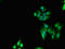 Ring Finger Protein 6 antibody, orb53975, Biorbyt, Immunofluorescence image 