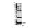 Lysine dimethylate antibody, 14117S, Cell Signaling Technology, Western Blot image 