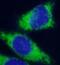 BAP antibody, FNab06801, FineTest, Immunofluorescence image 