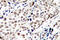 Checkpoint Kinase 1 antibody, AP01554PU-N, Origene, Immunohistochemistry frozen image 