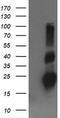 Ras Homolog Family Member J antibody, TA505592AM, Origene, Western Blot image 