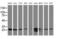Caseinolytic Mitochondrial Matrix Peptidase Proteolytic Subunit antibody, MA5-25330, Invitrogen Antibodies, Western Blot image 