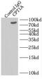 Carnitine Palmitoyltransferase 1A antibody, FNab01943, FineTest, Immunoprecipitation image 