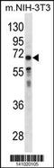 Gamma-glutamyltranspeptidase 1 antibody, 60-730, ProSci, Western Blot image 
