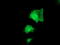 Pyridoxamine 5'-Phosphate Oxidase antibody, TA503178, Origene, Immunofluorescence image 