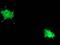 RNA Polymerase II Subunit E antibody, MA5-25434, Invitrogen Antibodies, Immunocytochemistry image 