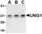 UNG1 antibody, TA306335, Origene, Western Blot image 