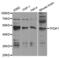 Transcription Factor Dp-1 antibody, abx004154, Abbexa, Western Blot image 