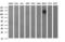 CD44 antibody, LS-C338175, Lifespan Biosciences, Western Blot image 