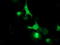 Leucine carboxyl methyltransferase 1 antibody, TA503138, Origene, Immunofluorescence image 
