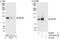 SRSF Protein Kinase 2 antibody, A302-467A, Bethyl Labs, Immunoprecipitation image 