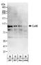 Cullin 4B antibody, A303-864A, Bethyl Labs, Western Blot image 