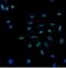 KI-67 antibody, 13-5699-80, Invitrogen Antibodies, Immunocytochemistry image 