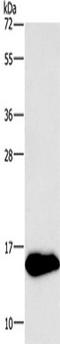 Ng antibody, TA349213, Origene, Western Blot image 