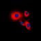 Cell Division Cycle 25B antibody, orb216052, Biorbyt, Immunocytochemistry image 