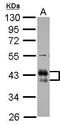 Low affinity immunoglobulin gamma Fc region receptor II-b antibody, GTX100262, GeneTex, Western Blot image 