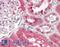 Birc3 antibody, LS-B8729, Lifespan Biosciences, Immunohistochemistry frozen image 