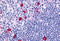 Cannabinoid Receptor 2 antibody, MBS244213, MyBioSource, Immunohistochemistry frozen image 