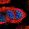 Cyclin B3 antibody, NBP1-89475, Novus Biologicals, Immunocytochemistry image 