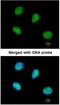 Protein Serine Kinase H2 antibody, NBP1-31467, Novus Biologicals, Immunocytochemistry image 