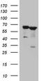Protein Z, Vitamin K Dependent Plasma Glycoprotein antibody, TA806744, Origene, Western Blot image 