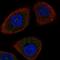 Rtp801 antibody, HPA034508, Atlas Antibodies, Immunocytochemistry image 