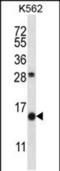 Secretoglobin Family 1D Member 2 antibody, PA5-48633, Invitrogen Antibodies, Western Blot image 