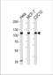Heat Shock Protein 90 Beta Family Member 1 antibody, TA324447, Origene, Western Blot image 