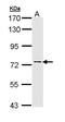 Adenylate Kinase 7 antibody, GTX111770, GeneTex, Western Blot image 