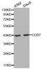 C-C Motif Chemokine Receptor 7 antibody, STJ22965, St John