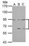 DEPDC1A antibody, PA5-34864, Invitrogen Antibodies, Western Blot image 