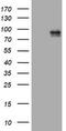 Hdm2 antibody, LS-C175690, Lifespan Biosciences, Western Blot image 