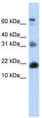 BUD31 Homolog antibody, TA343432, Origene, Western Blot image 