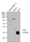 GST antibody, CAB4169, Invitrogen Antibodies, Western Blot image 