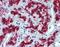 Vascular Endothelial Zinc Finger 1 antibody, PA5-41131, Invitrogen Antibodies, Immunohistochemistry frozen image 