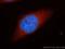 Hsp110 antibody, 13383-1-AP, Proteintech Group, Immunofluorescence image 