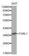 Forkhead box protein L1 antibody, LS-C332290, Lifespan Biosciences, Western Blot image 