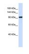 Zinc Finger BED-Type Containing 9 antibody, orb325359, Biorbyt, Western Blot image 