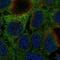 Molybdenum Cofactor Synthesis 1 antibody, HPA075505, Atlas Antibodies, Immunocytochemistry image 