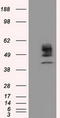 Cytochrome P450 Family 1 Subfamily A Member 2 antibody, TA501196, Origene, Western Blot image 